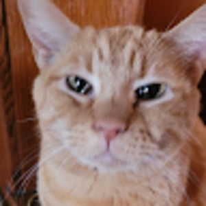 Meet your Posher, Neave